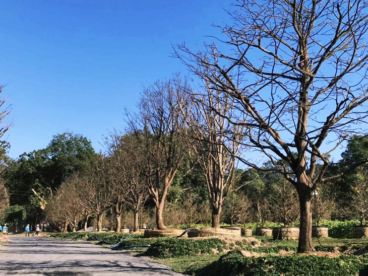 Ngàn hướng dương, trăm gốc mai chờ đón du khách tại Thế giới khoáng nóng Minera - Ảnh 2. Ngàn hướng dương, trăm gốc mai chờ đón du khách tại Thế giới khoáng nóng Minera - Ảnh 2.