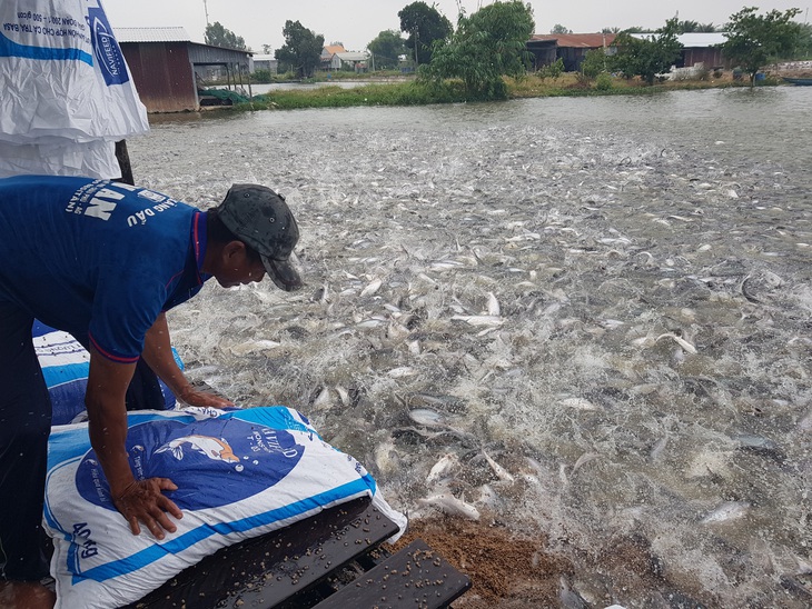 Tết về nhưng giá cá tra chạm đáy không ai thèm mua - Ảnh 1.