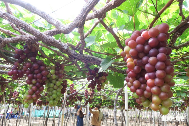 Cung đường ven biển đẹp ngất ngây về Sài Gòn - Ảnh 13.