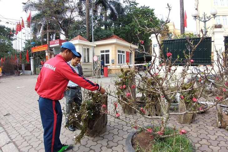 Đào rừng xuống phố - Ảnh 1.