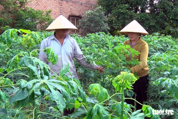 Gần 9.500ha khoai mì bị bệnh khảm lá tấn công ở Đồng Nai - Ảnh 1. Gần 9.500ha khoai mì bị bệnh khảm lá tấn công ở Đồng Nai - Ảnh 1.