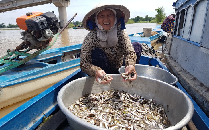 Mực nước đầu nguồn tăng, cá linh non đã xuất hiện ở miền Tây