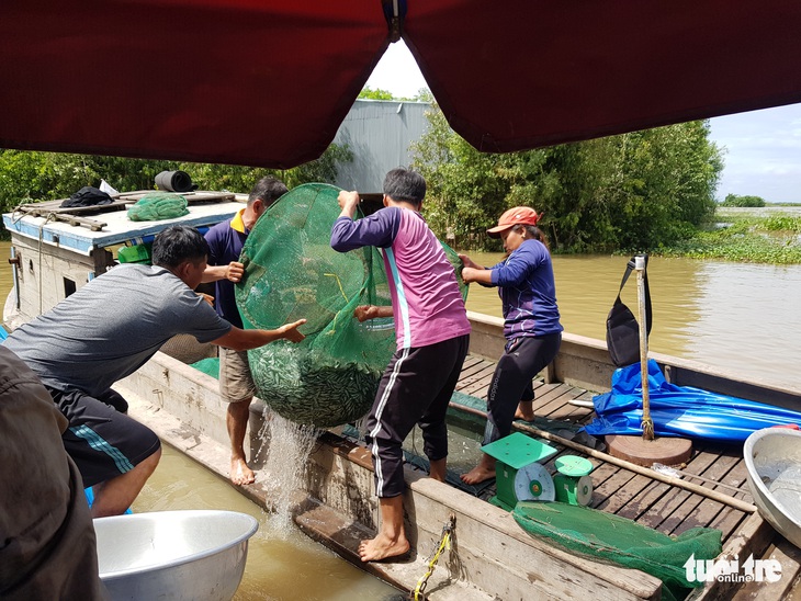 Lũ đầu nguồn ĐBSCL lên trở lại, mang theo nhiều cá tôm - Ảnh 12.