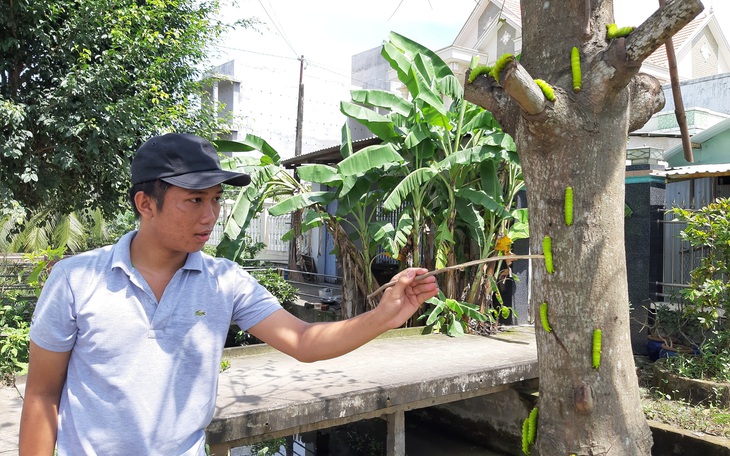 Nhiều cây bàng xanh trơ trụi chỉ sau một đêm vì bị sâu ăn lá