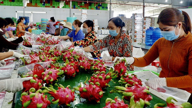 Có những lô thanh long xuất sang Thái Lan bị trả về do vượt tồn dư thuốc - Ảnh 1. Có những lô thanh long xuất sang Thái Lan bị trả về do vượt tồn dư thuốc - Ảnh 1.