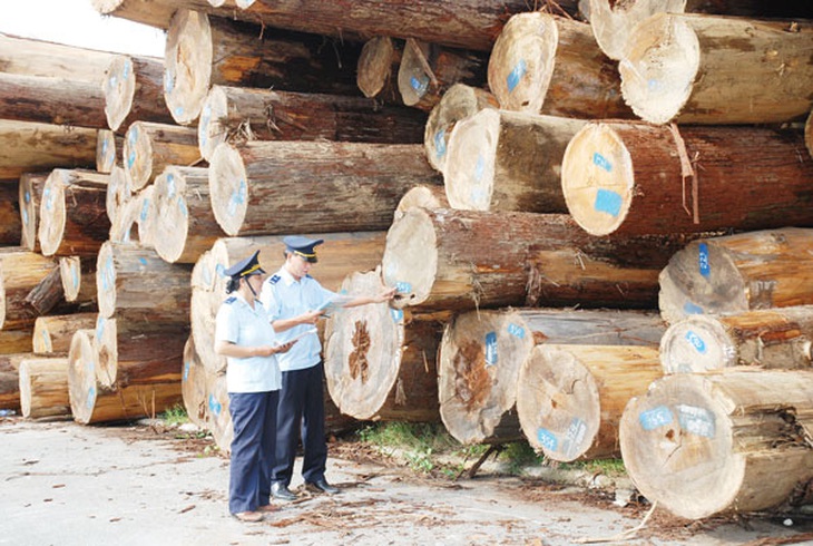 Hải quan siết nguồn gốc gỗ nguyên liệu bạch dương nhập khẩu - Ảnh 1. Hải quan siết nguồn gốc gỗ nguyên liệu bạch dương nhập khẩu - Ảnh 1.
