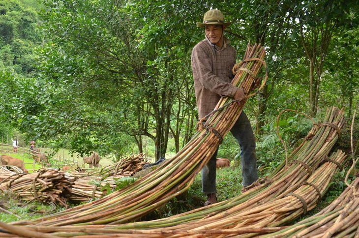 Sống với rừng già - Ảnh 4.