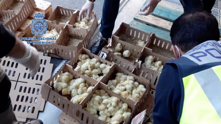 Hàng chục ngàn gà con bị bỏ rơi đến chết ở sân bay Tây Ban Nha - Ảnh 1. Hàng chục ngàn gà con bị bỏ rơi đến chết ở sân bay Tây Ban Nha - Ảnh 1.