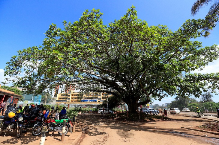 Tổng thống Kenya ban hành sắc lệnh chỉ để bảo vệ một cây sung - Ảnh 1. Tổng thống Kenya ban hành sắc lệnh chỉ để bảo vệ một cây sung - Ảnh 1.