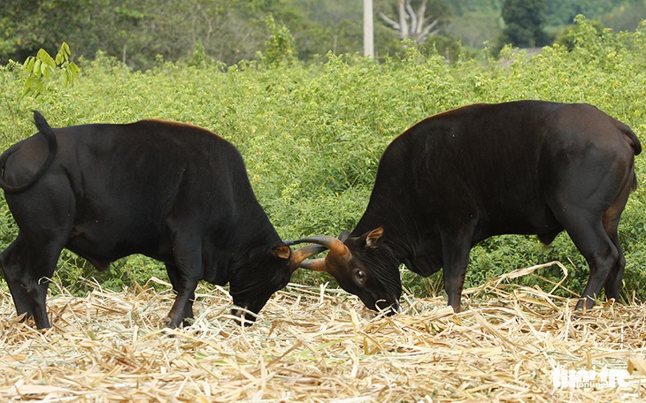 Một thập niên bò tót về làng