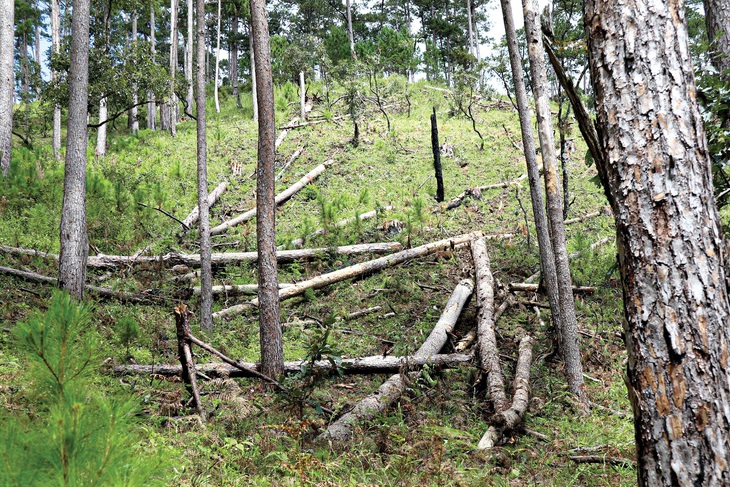 Đầu tiên, họ giết một cây... - Ảnh 4.