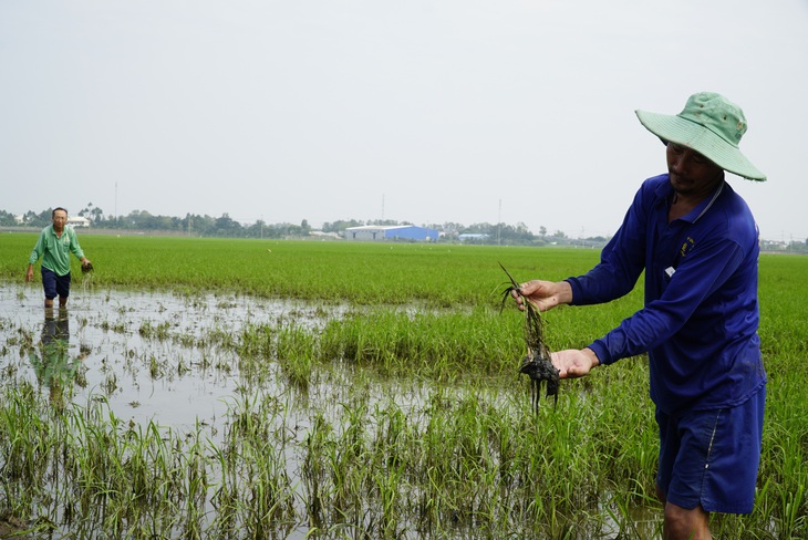Mưa một trận bơm 5 ngày mới rút hết nước, nông dân đứng ngồi không yên - Ảnh 2. Mưa một trận bơm 5 ngày mới rút hết nước, nông dân đứng ngồi không yên - Ảnh 2.