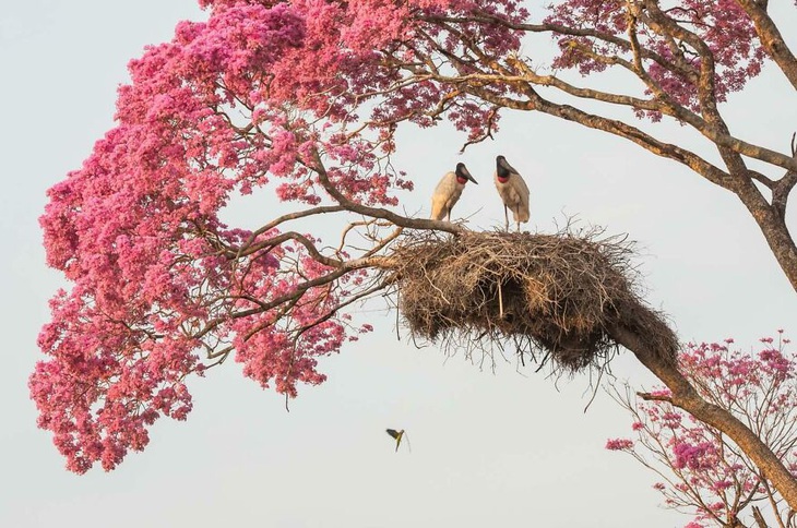 Ngắm thiên nhiên hoang dã, tự vấn con người đang làm gì thiên nhiên? - Ảnh 8.