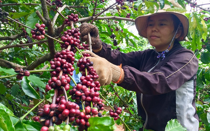 Giá cà phê thấp, nông dân không 