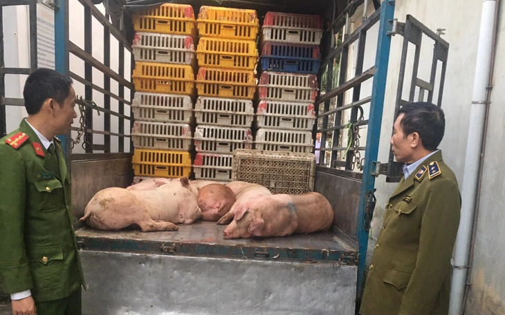 Đường dây giết mổ, tiêu thụ gần 300 tấn lợn dịch vào chợ, bếp ăn trường học - Ảnh 3.