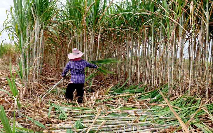 Cách Brazil, Úc… bảo vệ ngành mía đường nước nhà