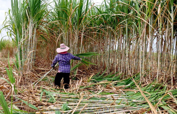 Cách Brazil, Úc… bảo vệ ngành mía đường nước nhà - Ảnh 1.