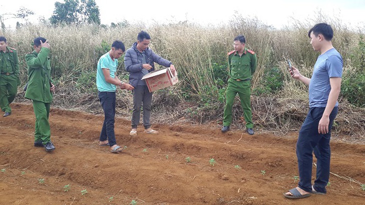 Trồng hơn ngàn cây cần sa... cho heo, gà ăn mau lớn - Ảnh 2.