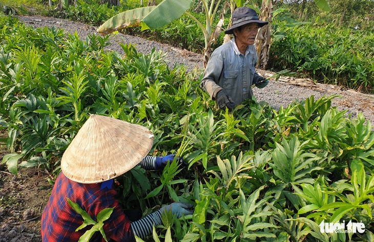 Người dân vẫn ra vườn trong vòng vây truy bắt kẻ xả súng 5 người chết ở Củ Chi - Ảnh 2. Người dân vẫn ra vườn trong vòng vây truy bắt kẻ xả súng 5 người chết ở Củ Chi - Ảnh 2.