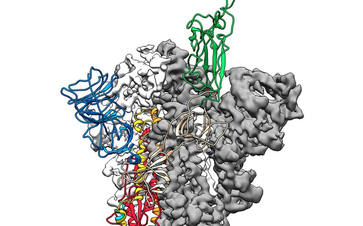 Đột phá nghiên cứu corona: lập bản đồ cấu trúc phân tử 3D virus