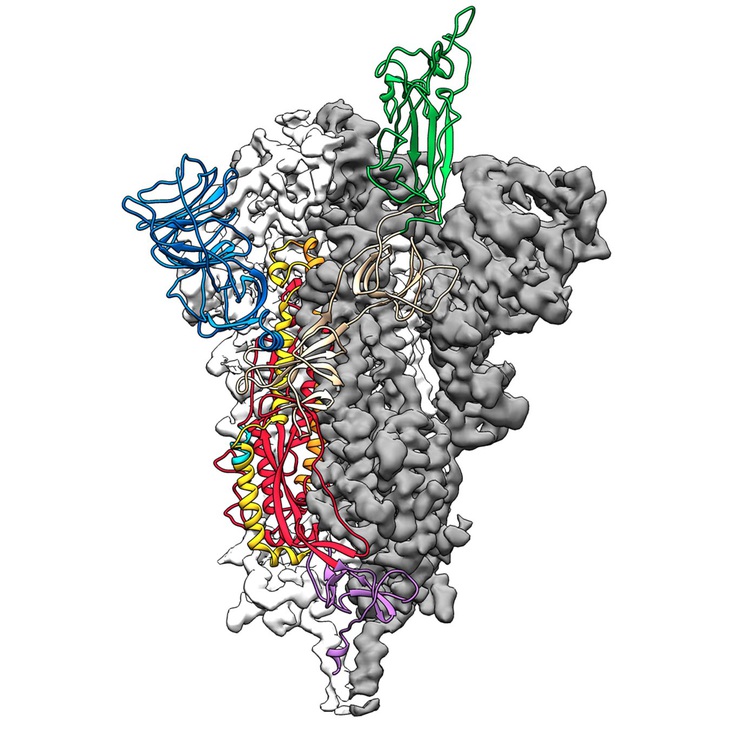 Đột phá nghiên cứu corona: lập bản đồ cấu trúc phân tử 3D virus - Ảnh 1.