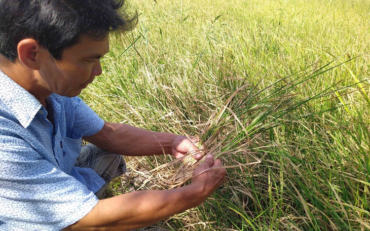 Hạn mặn miền Tây tăng dần, khá gay gắt trong cuối tháng 2 - Ảnh 1.