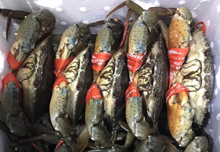 Bàn tán sôi nổi vụ xài 1,5kg dây bự chảng trói… 6 con cua bé bé - Ảnh 1. Bàn tán sôi nổi vụ xài 1,5kg dây bự chảng trói… 6 con cua bé bé - Ảnh 1.