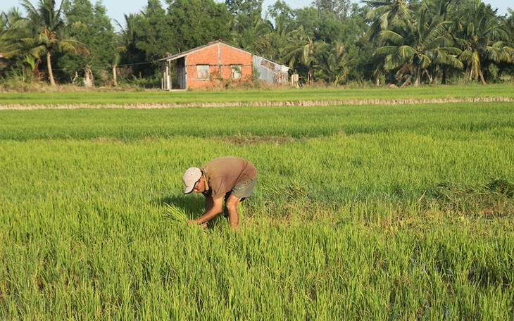 Giảm thiệt hại do xâm nhập mặn ĐBSCL: Một thách thức lớn