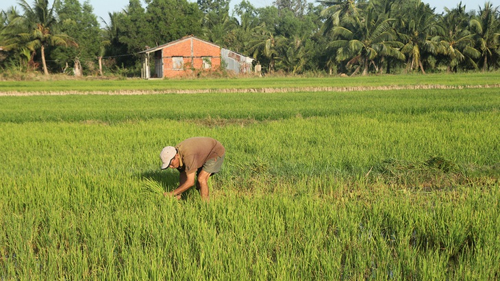 Giảm thiệt hại do xâm nhập mặn ĐBSCL: Một thách thức lớn - Ảnh 1.