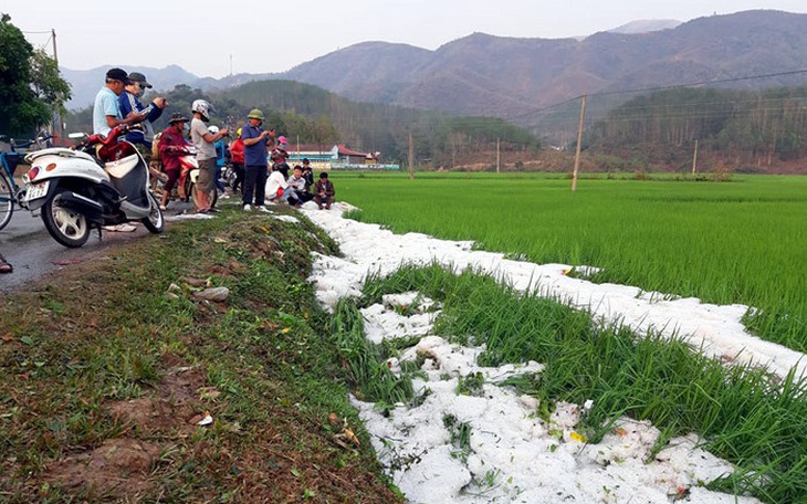 Mưa đá dày đặc, phủ trắng bờ ruộng lúa tại Điện Biên