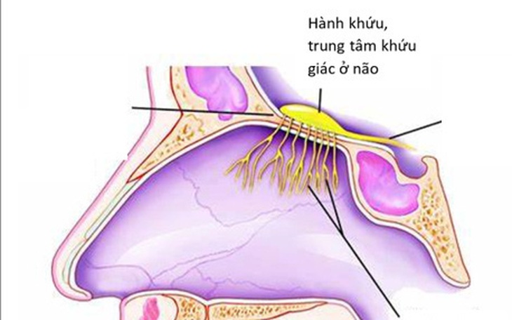 Mất mùi đột ngột: Có thể là triệu chứng duy nhất ở bệnh nhân nhiễm COVID-19