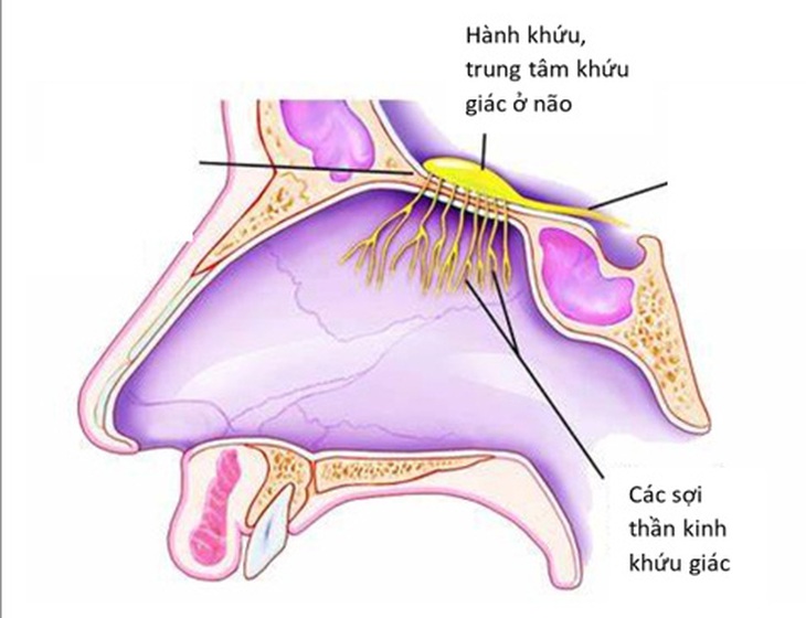 Mất mùi đột ngột: có thể là triệu chứng duy nhất ở bệnh nhân COVID-19 - Ảnh 1.