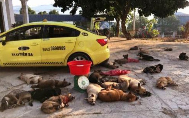 Mang cả taxi đi chở 22 con chó bắt trộm được
