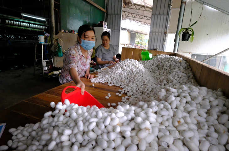 Bộ Nông nghiệp đề nghị tạo điều kiện để nhập khẩu giống tằm từ Trung Quốc - Ảnh 1.