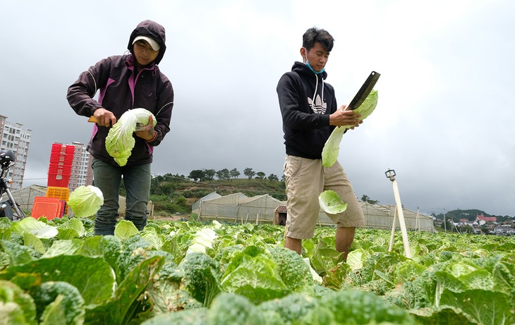 Lý do rau củ Đà Lạt không tăng giá - Ảnh 1.