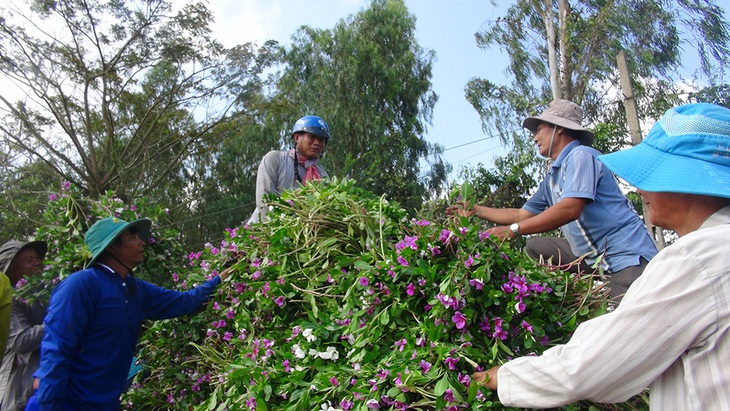 Những cánh đồng thấm đẫm tình người - Ảnh 1.