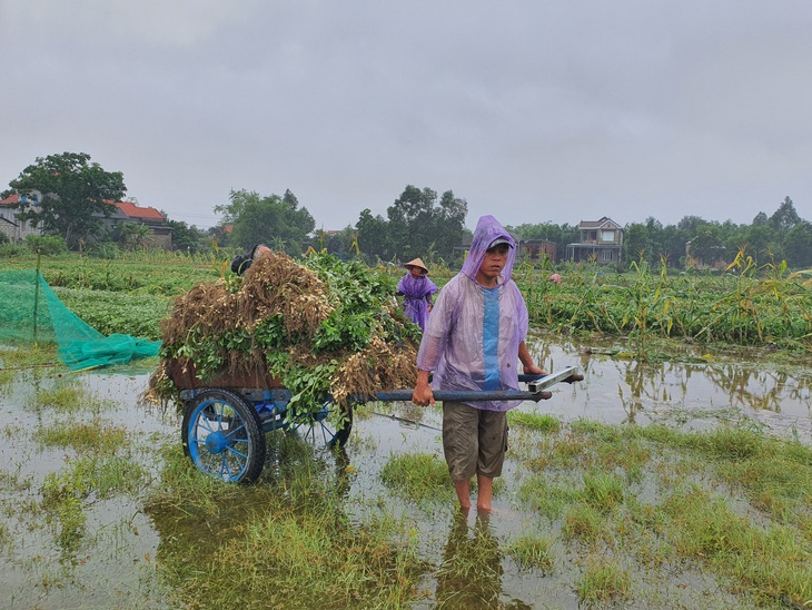 Nhiều nơi nắng hạn, Thừa Thiên Huế lại ngập vì mưa, vụ mùa bị đe dọa - Ảnh 7. Nhiều nơi nắng hạn, Thừa Thiên Huế lại ngập vì mưa, vụ mùa bị đe dọa - Ảnh 7.