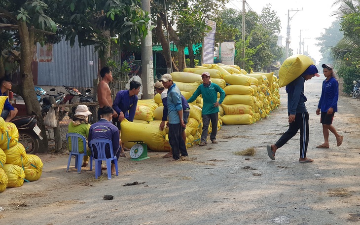 An Giang kiến nghị cho xuất khẩu gạo cứu nông dân và doanh nghiệp