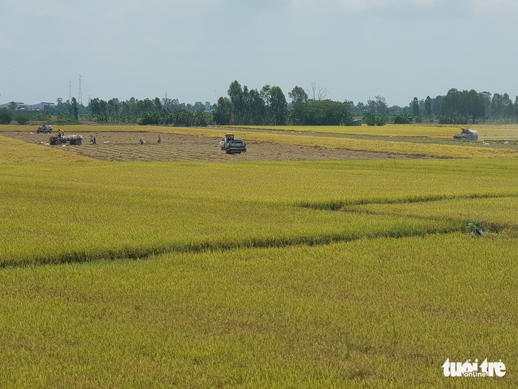 An Giang kiến nghị cho xuất khẩu gạo cứu nông dân và doanh nghiệp - Ảnh 1.