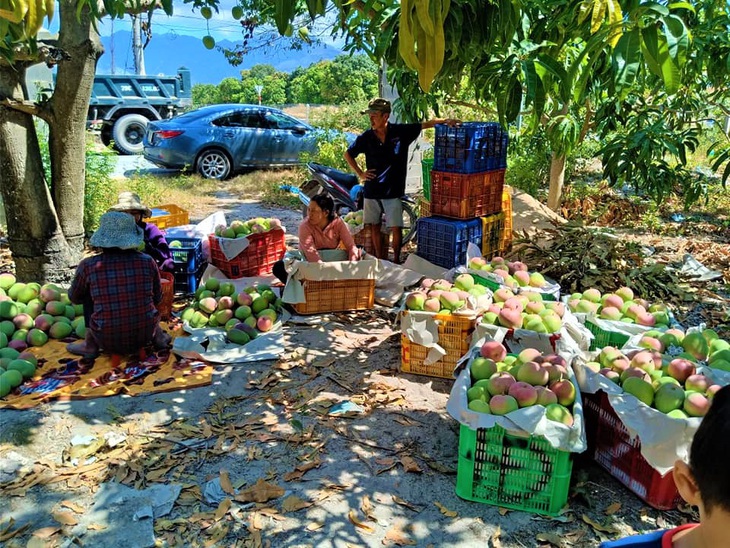 Thủ phủ xoài miền Trung... kêu cứu vì chín đỏ cây mà không ai mua - Ảnh 1.