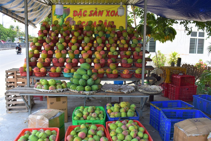 Thủ phủ xoài miền Trung... kêu cứu vì chín đỏ cây mà không ai mua - Ảnh 4.