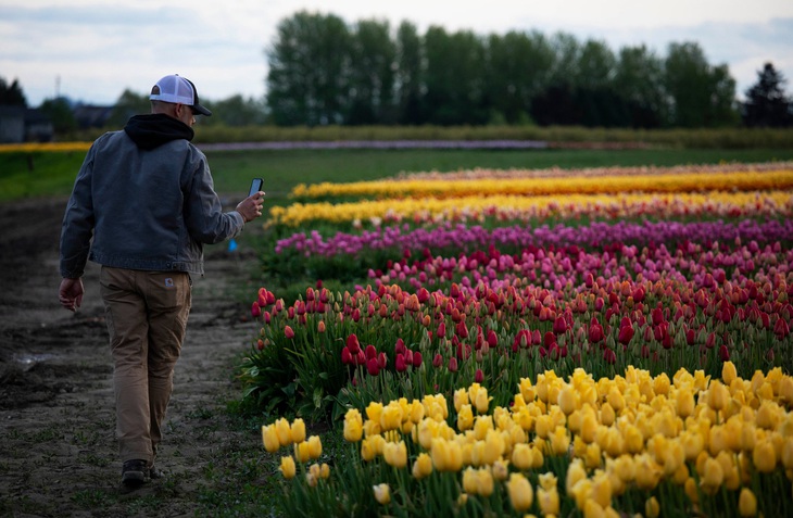 Ý tưởng đột phá giúp nhóm bạn bán sạch hoa tulip ế giữa đại dịch COVID-19 - Ảnh 5.