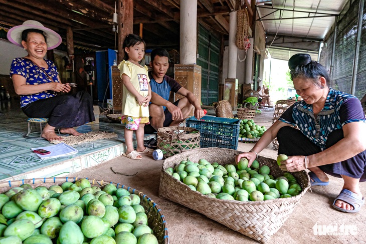 Ngọt thơm xoài trứng Yên Châu, ăn một lần sẽ nhớ mãi - Ảnh 4.