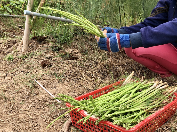 Những người trẻ lội ngược dòng ở miền Tây - Kỳ 4: Làm giàu cho quê hương mình trước - Ảnh 3.