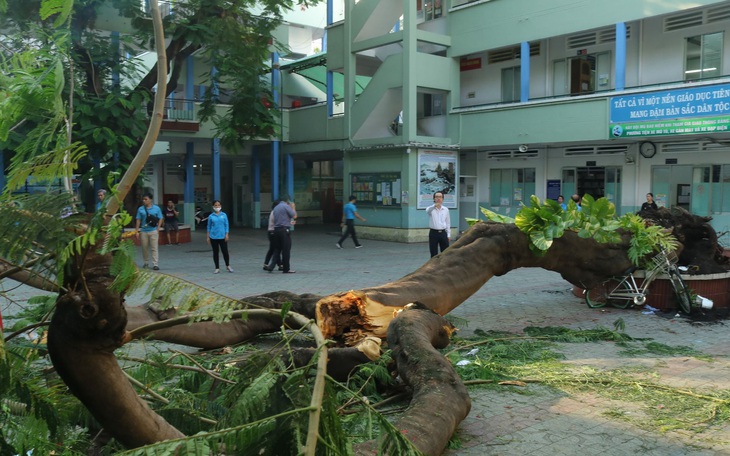 Học sinh tử vong do cây đổ: Mẹ của em mới sinh con nhỏ 3 ngày