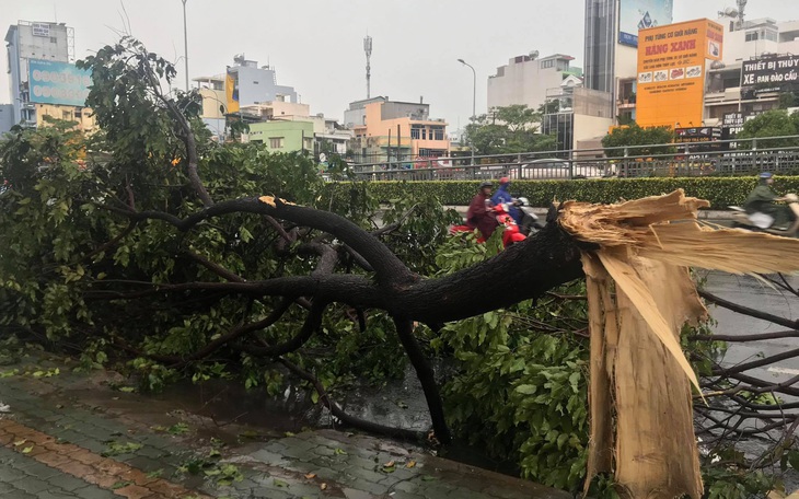 TP.HCM: Mưa lớn nước chảy như lũ trên phố, cây gãy cành đè người đi đường