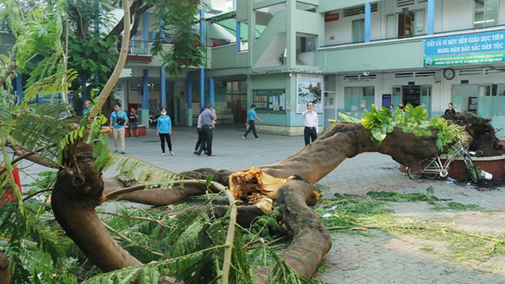 TP.HCM sẽ có quy chế quản lý, chăm sóc cây xanh trường học - Ảnh 1.