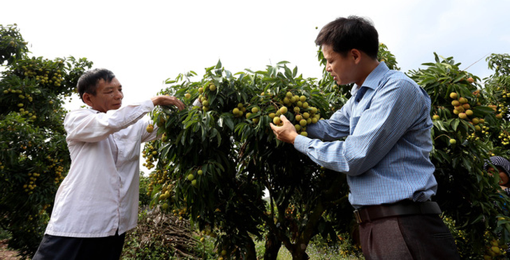 Chuyên gia Nhật chuẩn bị sang Việt Nam giám sát xuất khẩu vải thiều - Ảnh 1.