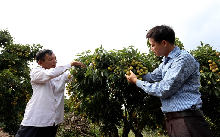 Chuyên gia Nhật chuẩn bị sang Việt Nam giám sát xuất khẩu vải thiều