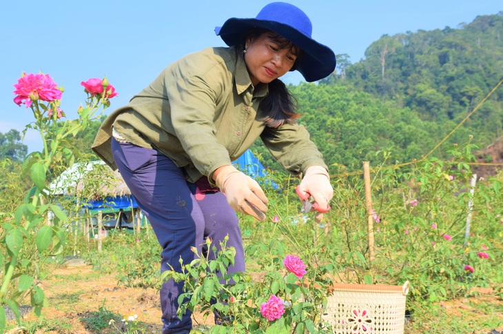 Hoa hồng trên đồi núi Tây Giang - Ảnh 3.